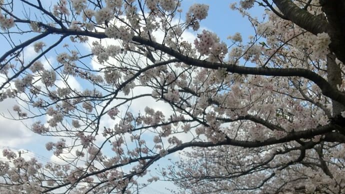 お花見日和