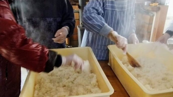味噌用の米麹作りはじまる!