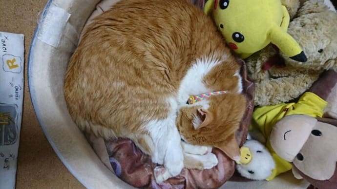 4月23日(土) 猫の麦とごまの日常日記