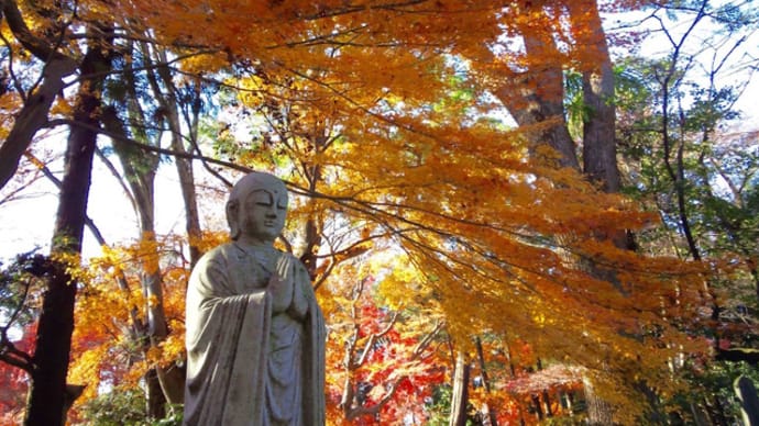 無量光寺の紅葉2019/12/12