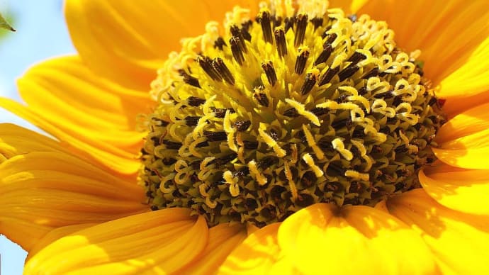 この!キクイモモドキの筒状花
