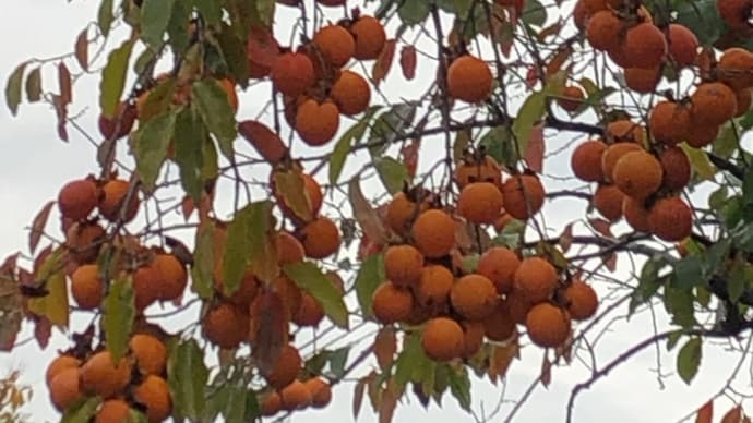 いつから?紅葉🍁