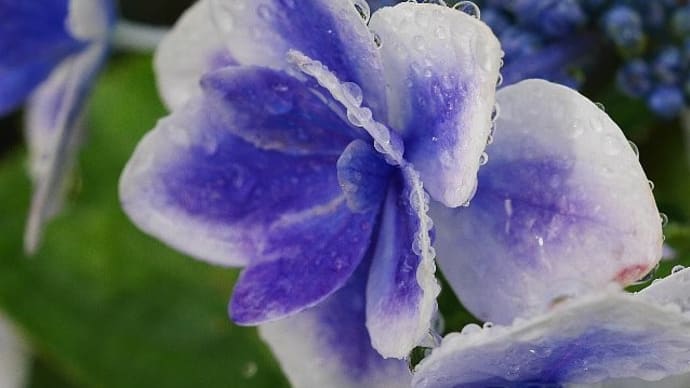 雨の特異日~雨に濡れる庭の花