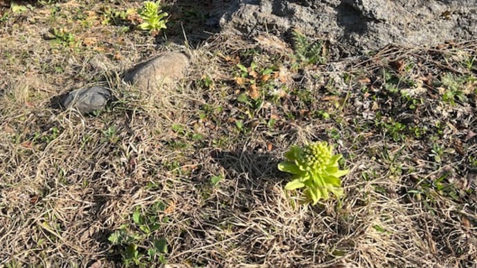 丘の上にも蕗の薹が、、