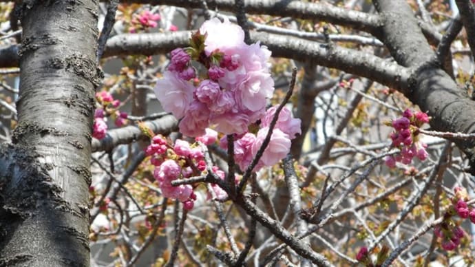 2019・ 4月造幣局の桜の通り抜け♪