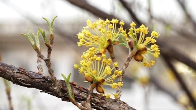 サンシュの花