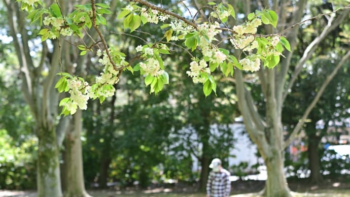 里桜