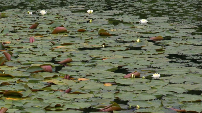 六月の肌寒い朝、岩見沢公園の睡蓮3-3