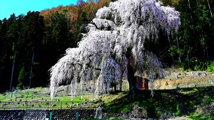 梓川 釈迦堂の枝垂れ桜