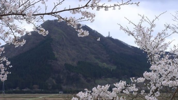 森山と桜