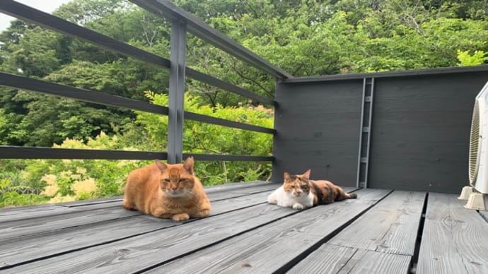 今朝のにゃんこ