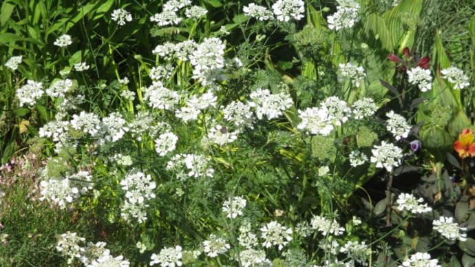 今朝の富士森公園の花壇と緑とイマソラ(2020年6月12日)