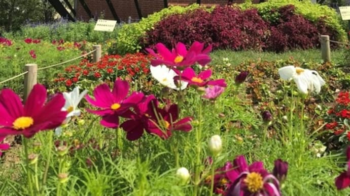 ふなばしアンデルセン公園 風車と秋桜