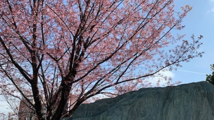 県庁の桜🌸