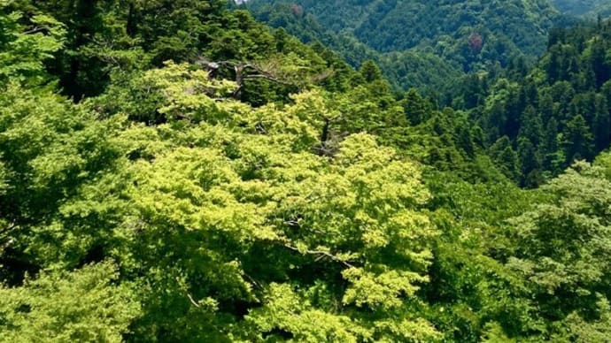 青紅葉 美しの京都へ･･･ 2日目 旧竹林院庭園 ～ 比叡山延暦寺 西塔