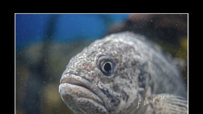 お魚ポートレート