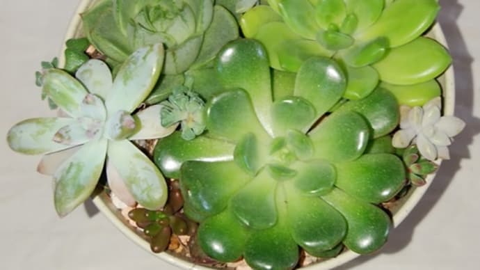 多肉植物の寄せ植え 20220610
