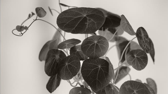 GFX50Rとヘクトール135mm f4.5で植物を