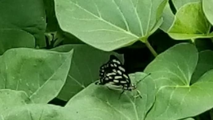 初めて見た蝶々