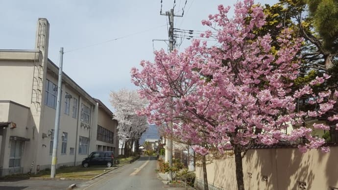 長井まちなか桜回廊　住宅街の桜