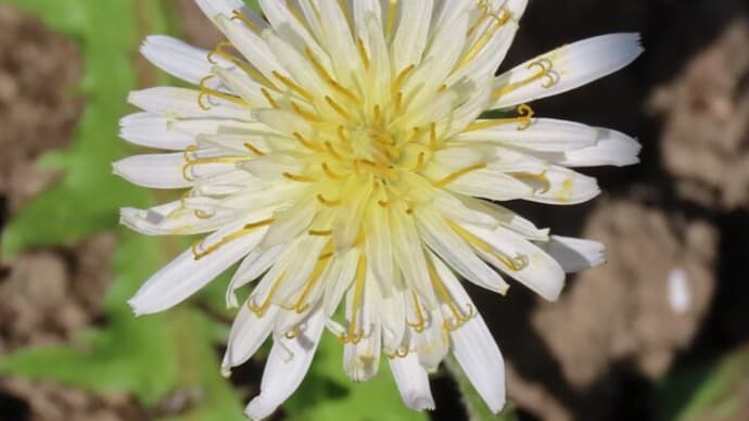 白い花のタンポポ（蒲公英）