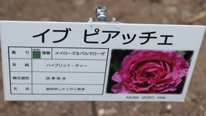 あづま総合運動公園 ~ 香りのバラ園 9