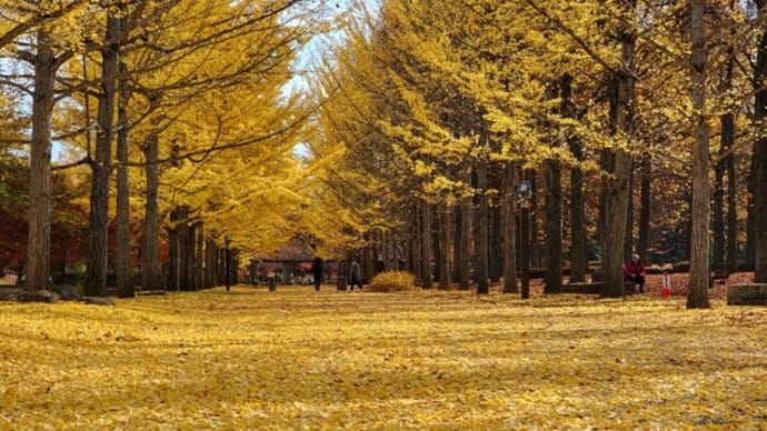 やっぱり落葉が好き・・・山形県総合運動公園