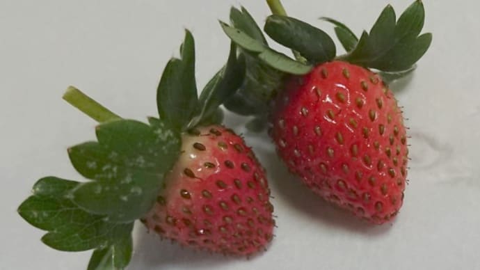 ミニミニいちご収穫