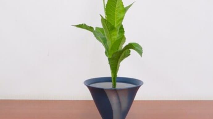 シオンの一種生・生花は、決まりがあります・・花2本・葉7本生け