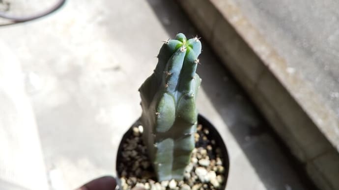 休眠期からの目覚め