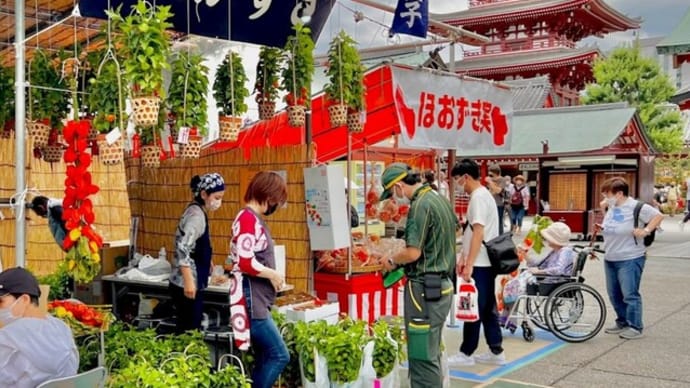 「ほおずき市」!!「9日・10日「浅草寺」最大の縁日」!!