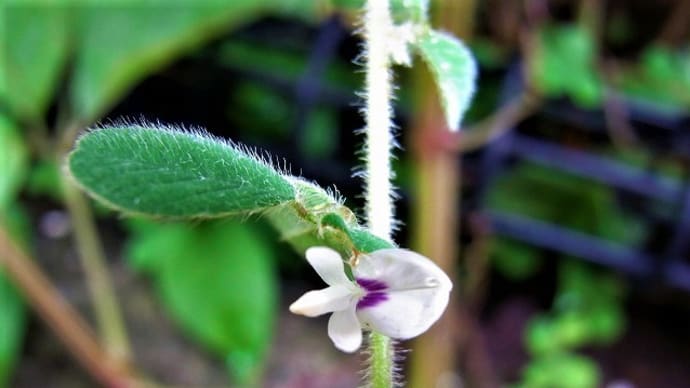 ネコハギ(猫萩)ノササゲ(野大角豆)トキリマメ(吐切豆)ヤブマメ(藪豆)メドハギ(蓍萩)ヤスデ・昨日羽化したナミアゲハ・今朝のスズメガの幼虫・俳句鑑賞