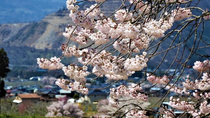 ２０２２・４・２１　北信濃は高山村。信州高山五大桜満開。