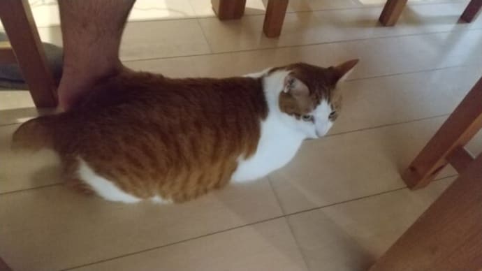 夏の終わりのハーモニー