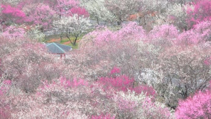 いなべ市梅林公園・2020・2・25