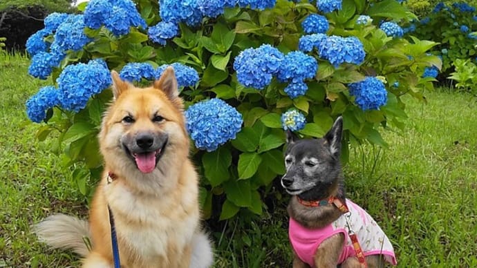 紫陽花と 見晴らしのいい テラスかな