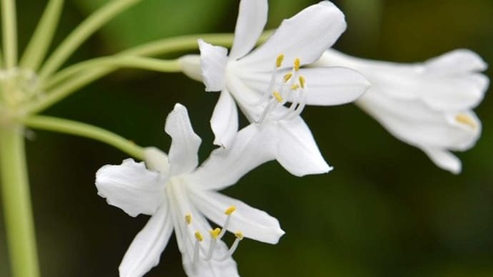 鉢植えのアガパンサス(2)「ホワイトアイス」