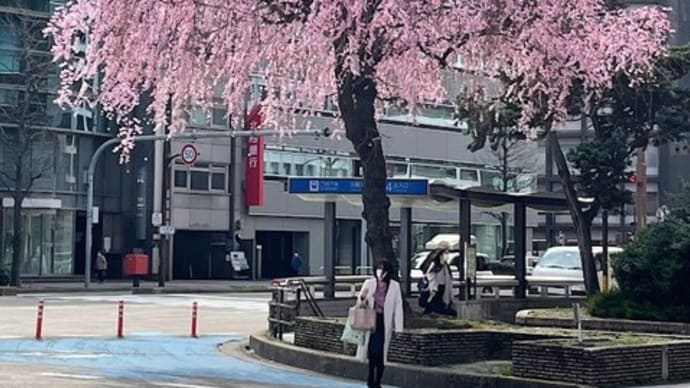 名古屋市桜通りの桜（しだれ桜？）