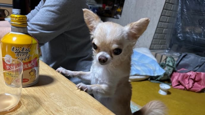 「こともいただくでち~(*´з`)」
