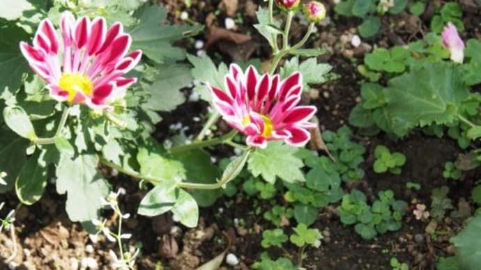 これから咲く花を探しに