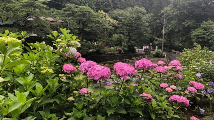 南沢あじさい山