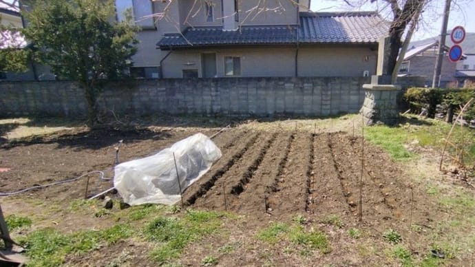 お花見せずに農作業