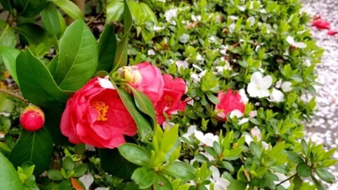 🌸🌸 ご近所の桜・枝垂れ桜 3/29~3/31 🌸🌸