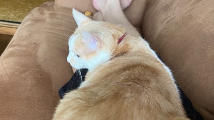 占拠されました。