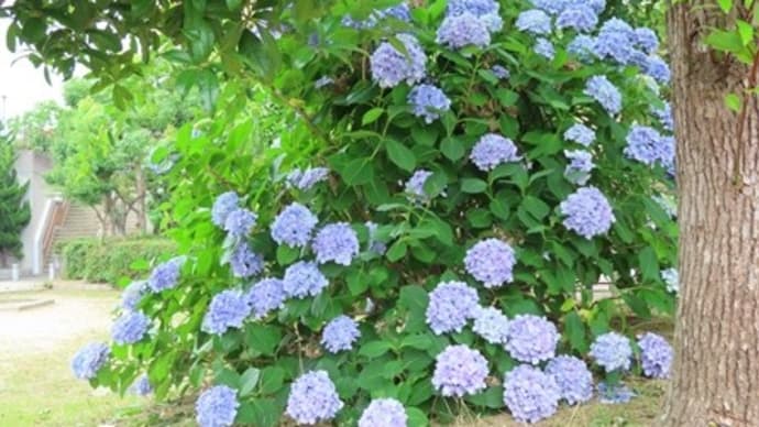 散華(さんげ)を拾う