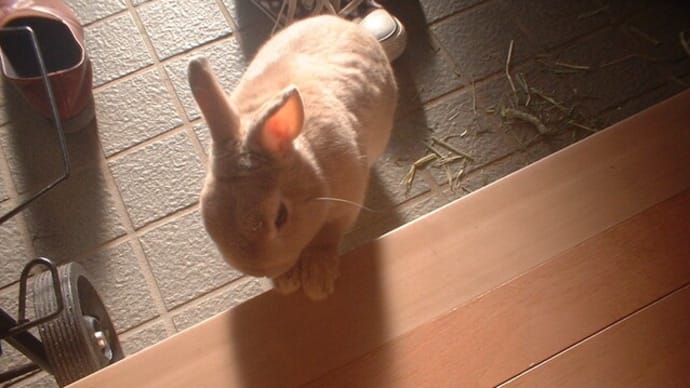 一年前のマロン🐰です。思い出のブログから~
