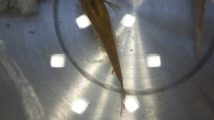 メダカの学校は夏休み?、、、、、、の巻き。