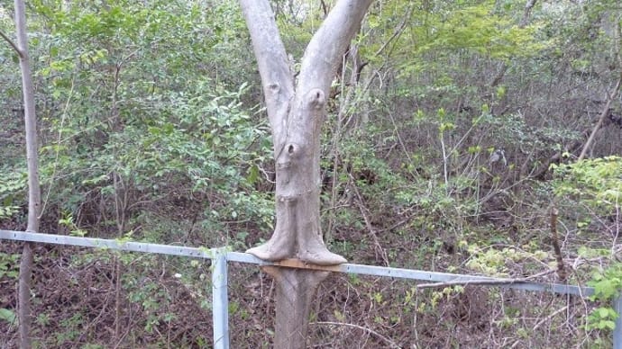 フェンスを喰っている木