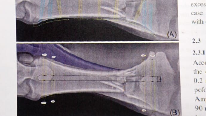 文献「子牛２頭での角度固定インターロッキングネイルを用いた脛骨骨折の修復」part3