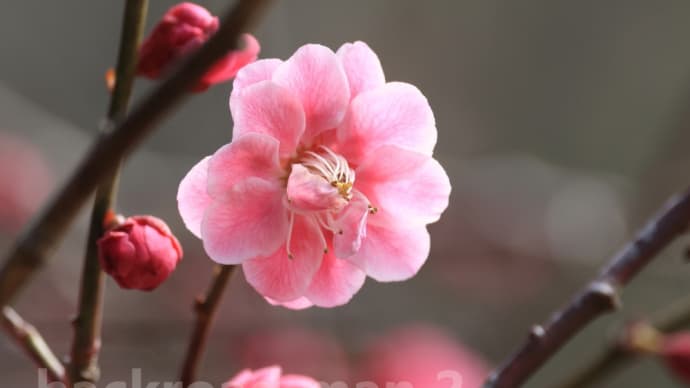 河津桜と清亀園の梅が咲いた♪